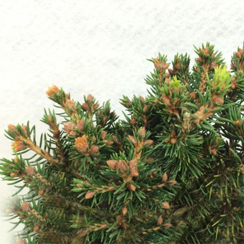 Picea abies Petra - Epicea commun nain                               (Port)