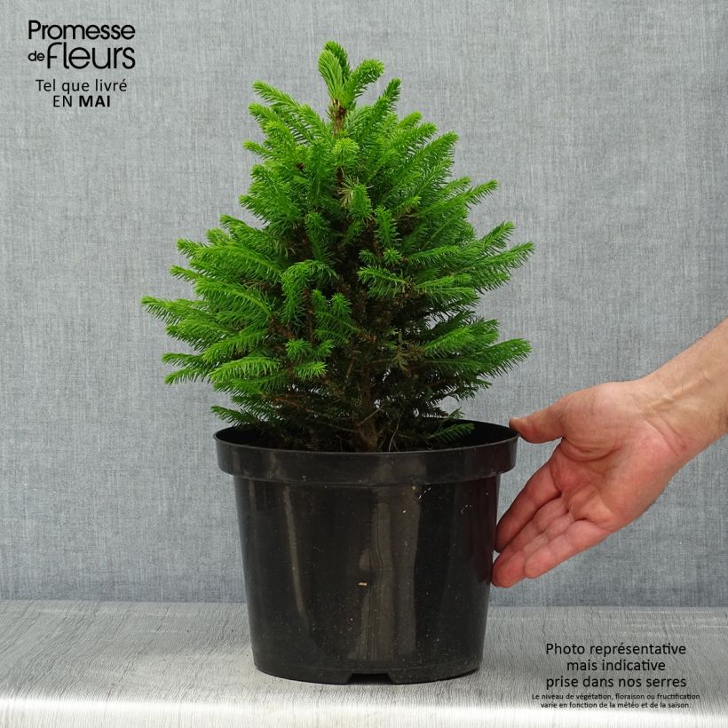 Spécimen de Picea abies Will's Zwerg - Épicéa commun en pot de 7,5L/10L tel que livré au printemps