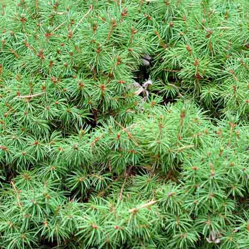 Epinette blanche - Picea glauca Alberta Globe   (Feuillage)