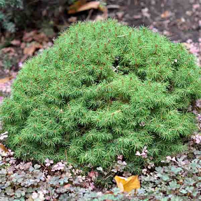 Epinette blanche - Picea glauca Alberta Globe   (Port)