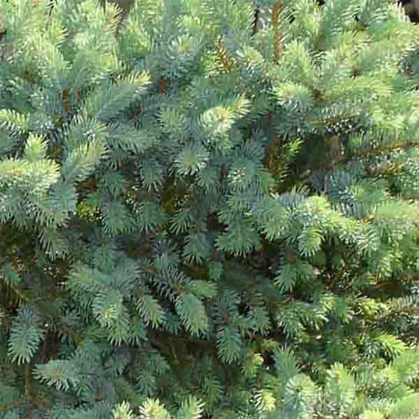 Épinette blanche - Picea glauca Cecilia                             (Feuillage)