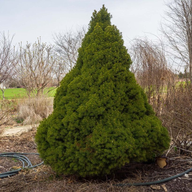 Epinette blanche - Picea glauca Conica (Port)