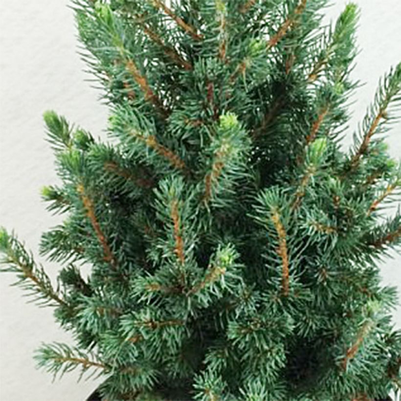 Epinette blanche - Picea glauca Conica Blue                         (Feuillage)