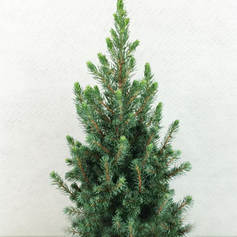 Epinette blanche - Picea glauca Conica Blue                         (Port)