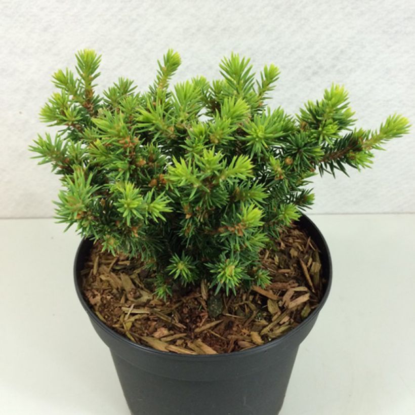 Epinette blanche - Picea glauca Cy's Wonder                         (Port)