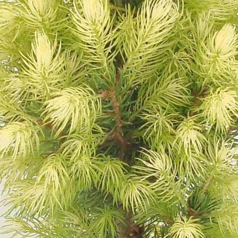 Epinette blanche - Picea glauca Daisy's White (Feuillage)