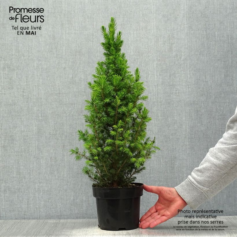 Spécimen de Picea glauca December - Épinette blanche  tel que livré au printemps