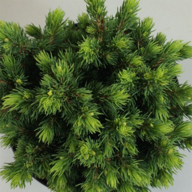Epinette blanche - Picea glauca Dendrofarma Gold                   (Feuillage)