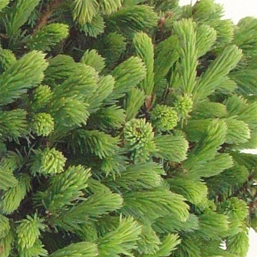 Epinette blanche - Picea glauca Echiniformis                       (Feuillage)
