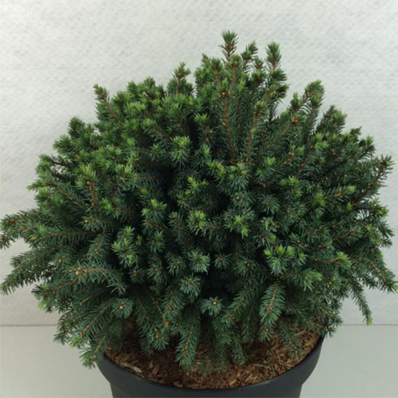 Picea glauca Echiniformis Echt - Epinette blanche                    (Port)