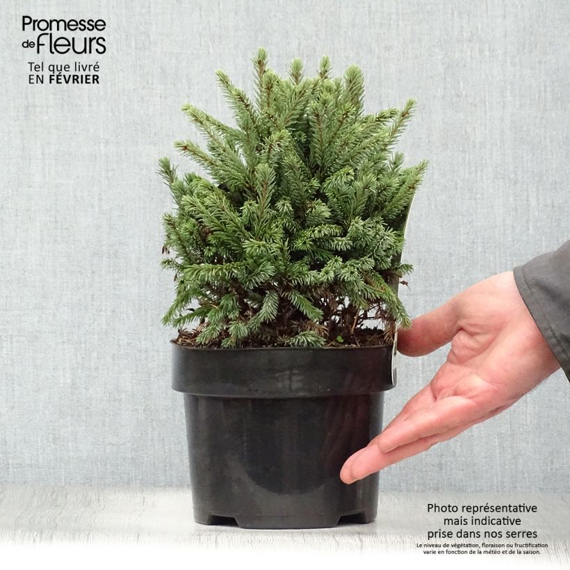 Spécimen de Picea glauca Echiniformis Echt - Epinette blanche                    tel que livré en hiver