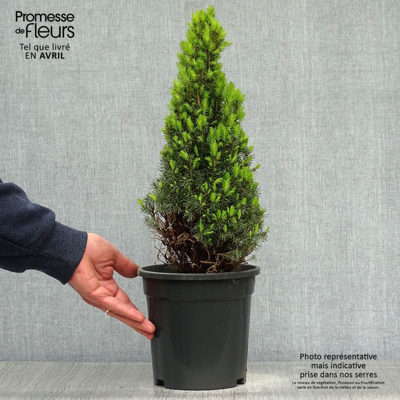 Spécimen de Picea glauca Laurin - Epinette blanche                              Pot de 3L/4L tel que livré au printemps