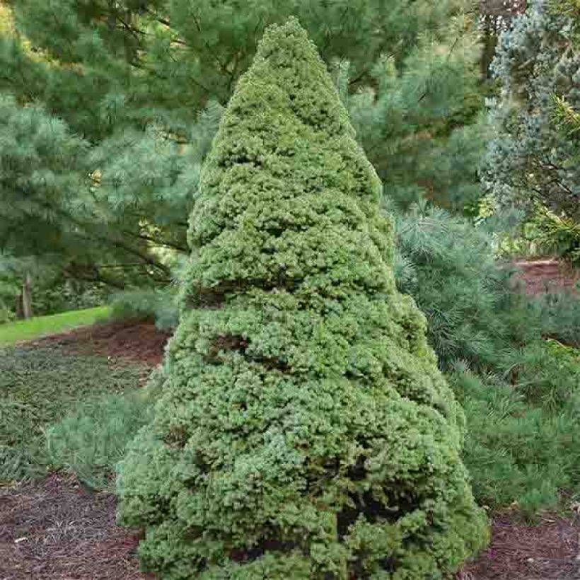 Epinette blanche - Picea glauca Rainbow's End          (Port)