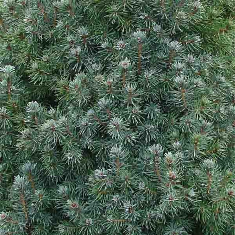 Epinette blanche - Picea glauca Sander's Blue                       (Feuillage)