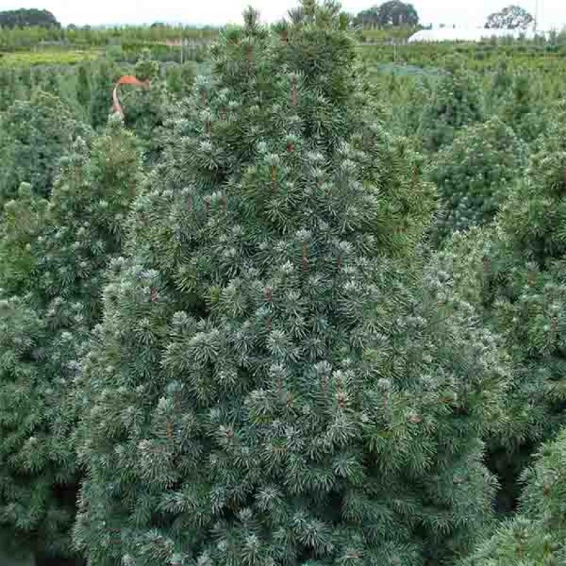 Epinette blanche - Picea glauca Sander's Blue                       (Port)