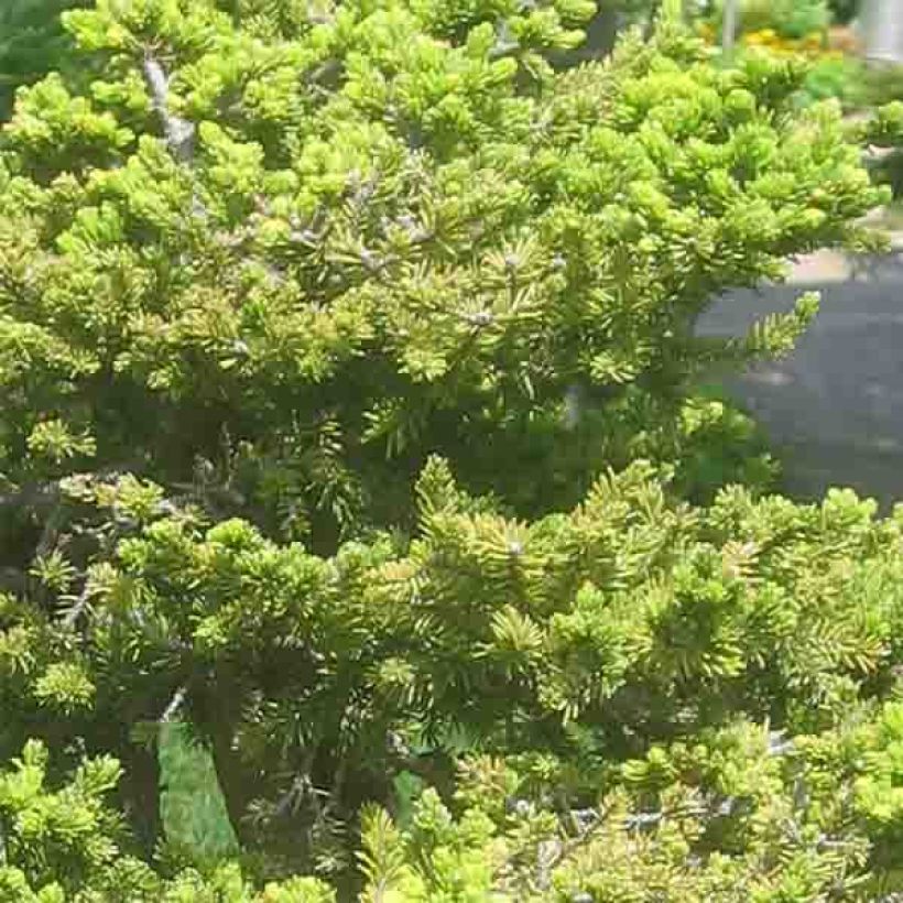 Épicéa du Japon - Picea jezoensis var. hondoensis                    (Feuillage)