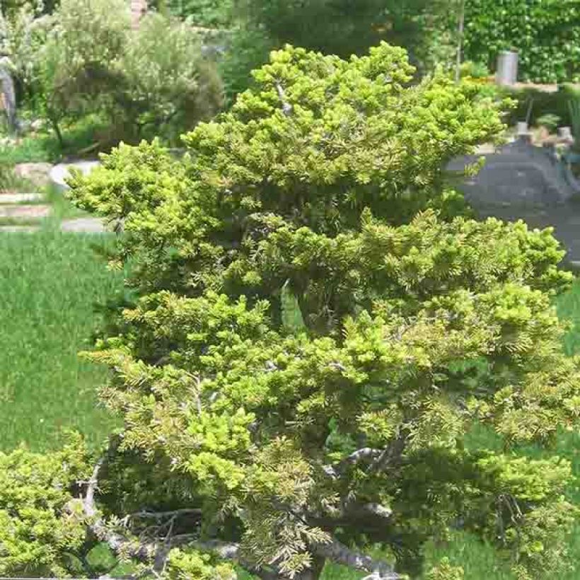 Épicéa du Japon - Picea jezoensis var. hondoensis                    (Port)