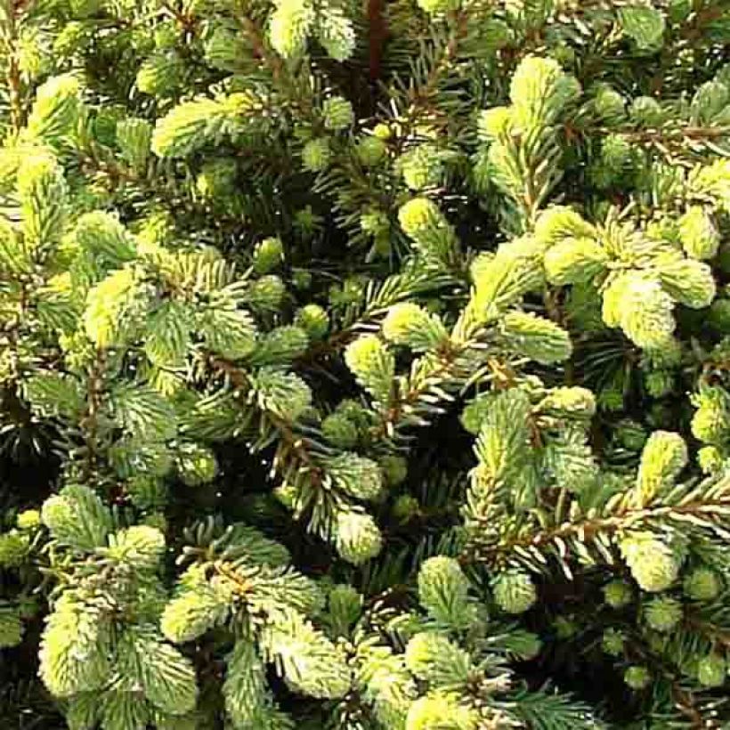 Picea mariana Nana - Epinette noire                               (Feuillage)