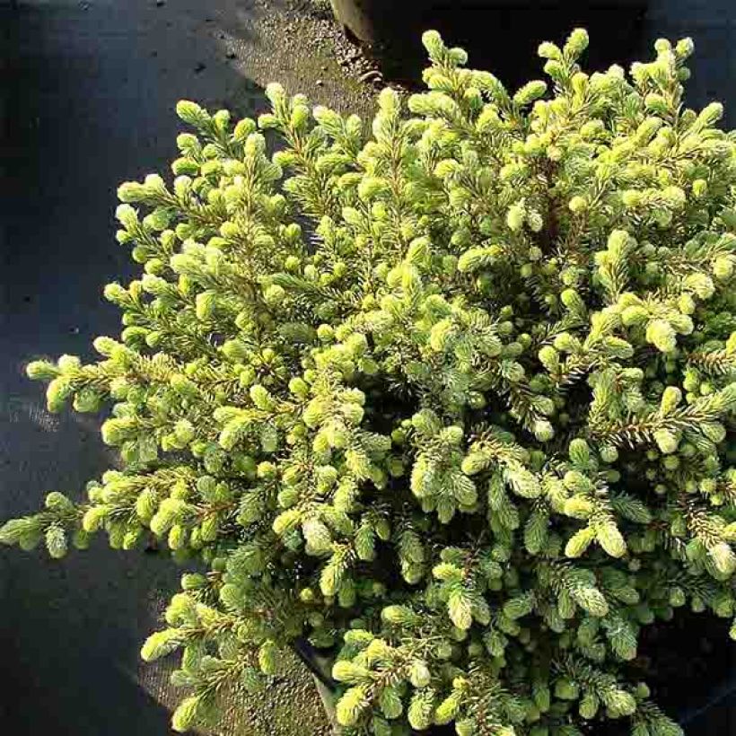 Picea mariana Nana - Epinette noire                               (Port)