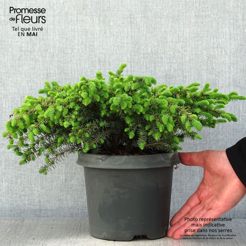 Spécimen de Picea mariana Nana - Epinette noire                               Pot de 2L/3L tel que livré au printemps