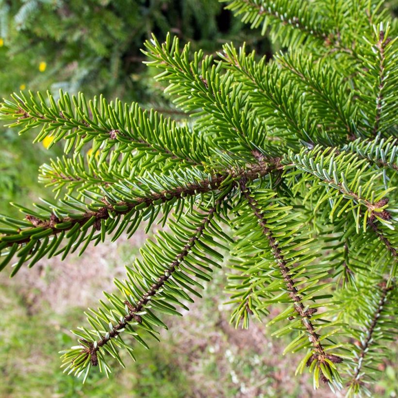 Picea omorika - Épicéa de Serbie (Feuillage)