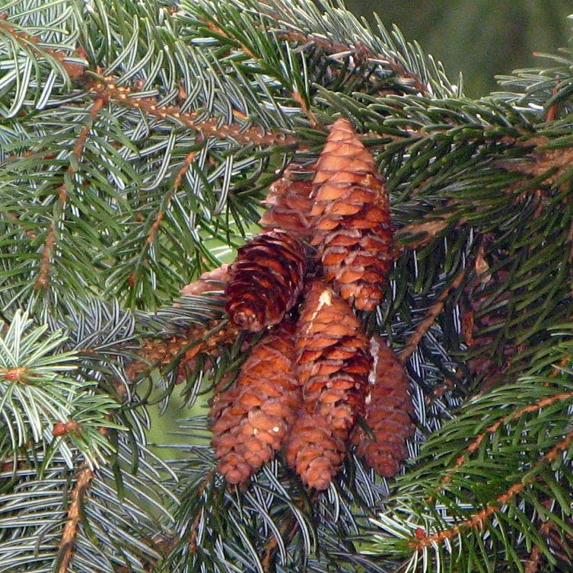 Picea omorika - Épicéa de Serbie (Récolte)