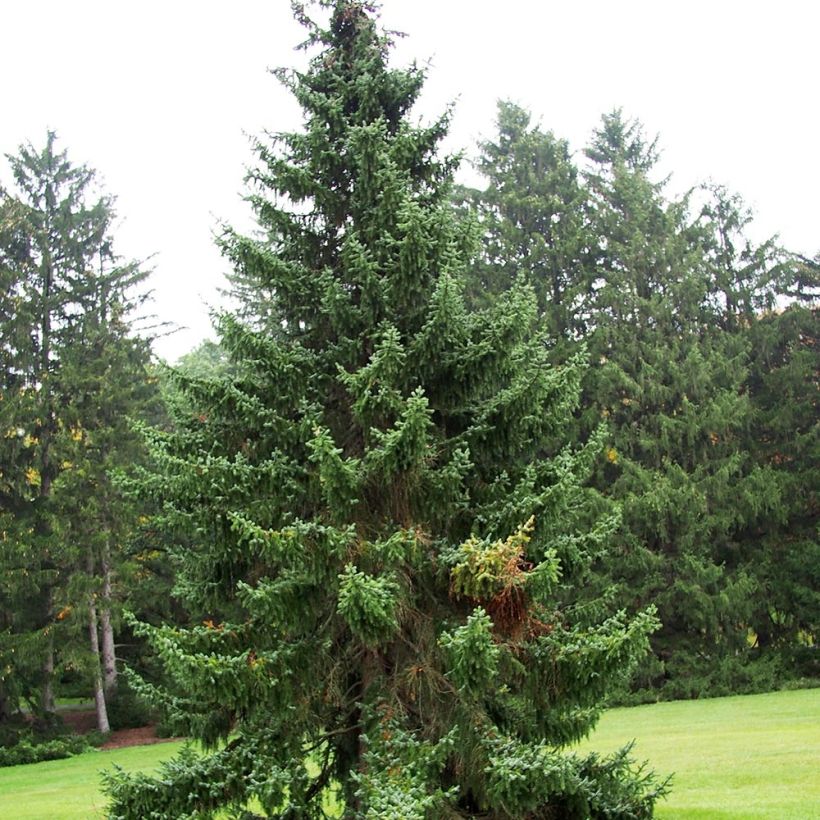 Picea omorika - Épicéa de Serbie (Port)