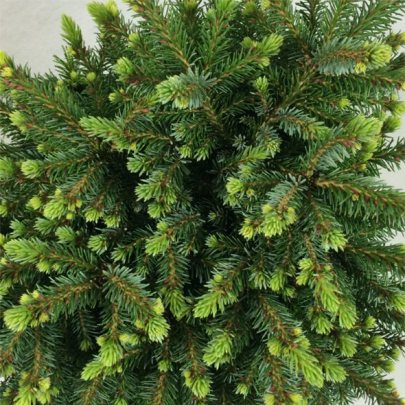 Epicea de Serbie - Picea omorika Beskid                       (Feuillage)