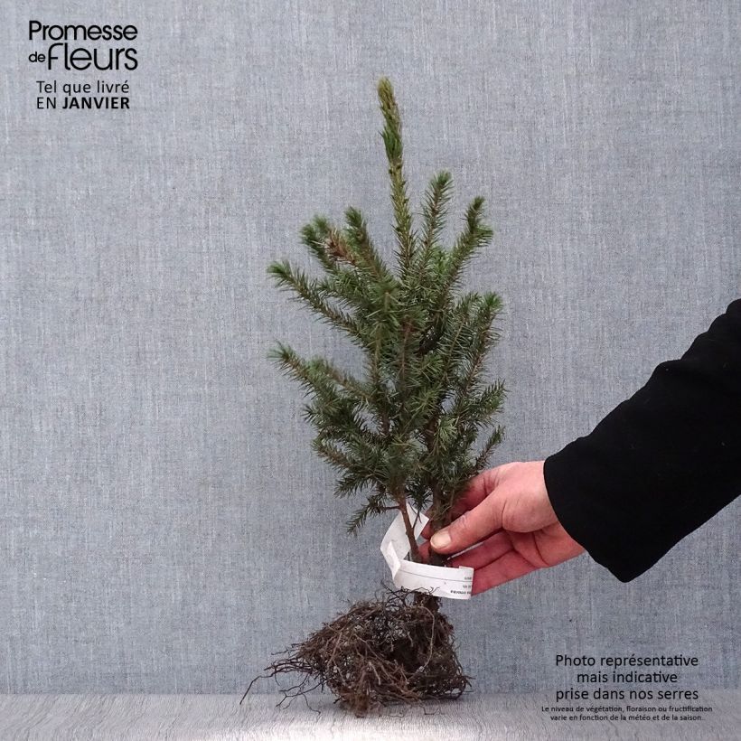 Spécimen de Picea omorika - Épicéa de Serbie tel que livré en hiver