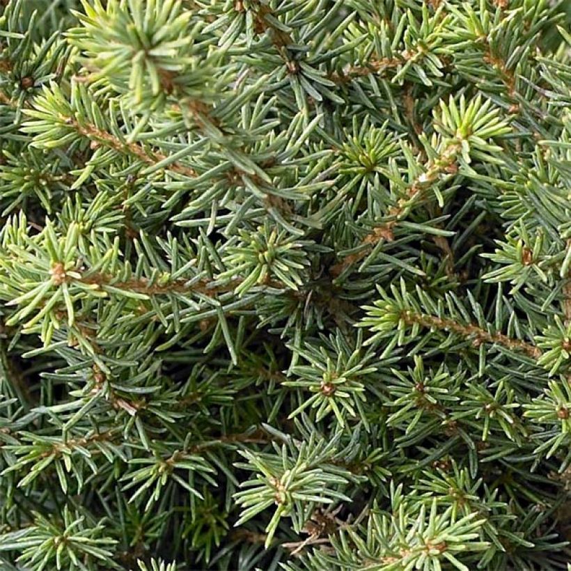 Epicea de Serbie - Picea omorika Karel                              (Feuillage)
