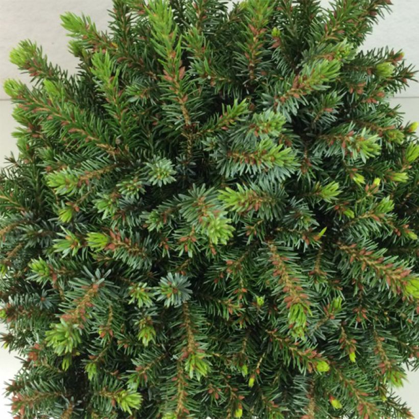 Epicea de Serbie - Picea omorika Morava (Feuillage)