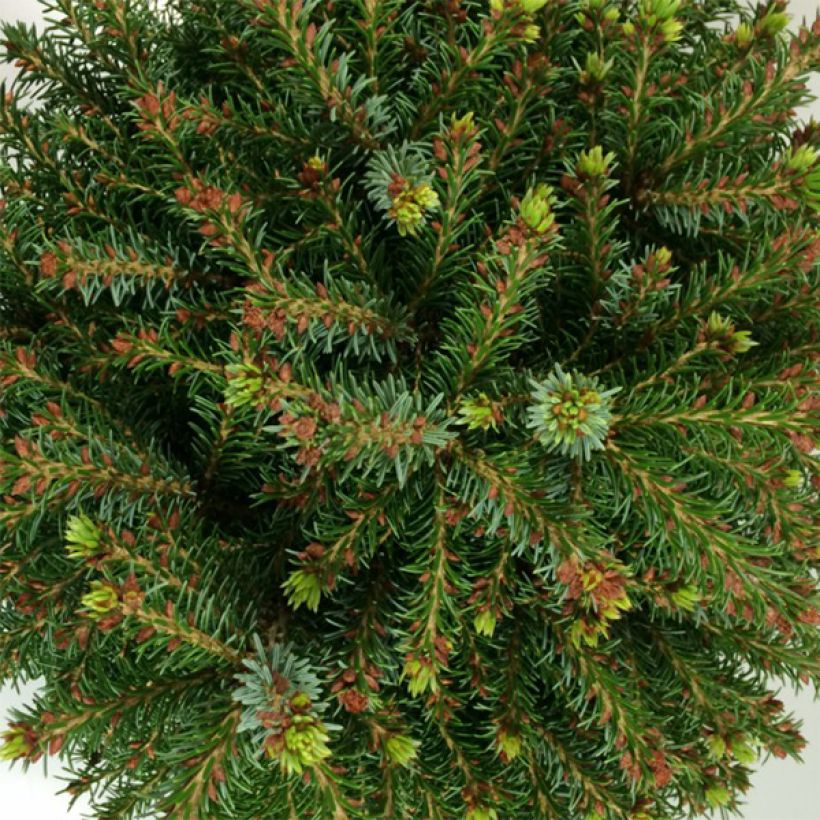 Picea omorika Treblitzsch - Epicea de Serbie                        (Feuillage)