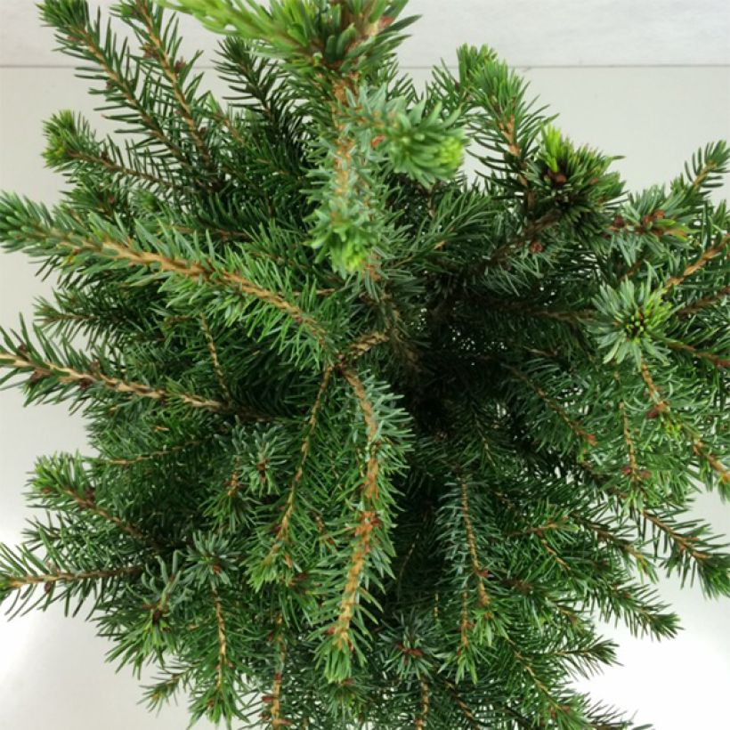 Epicea de Serbie - Picea omorika Wodan (Feuillage)