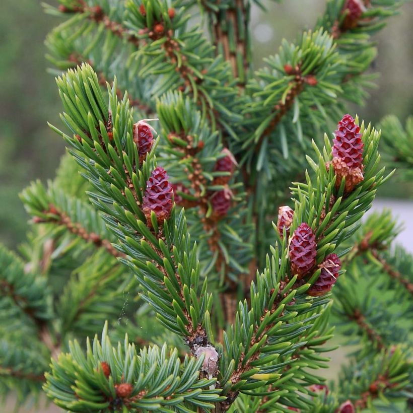 Épicéa de Serbie Nana - Picea omorika (Feuillage)