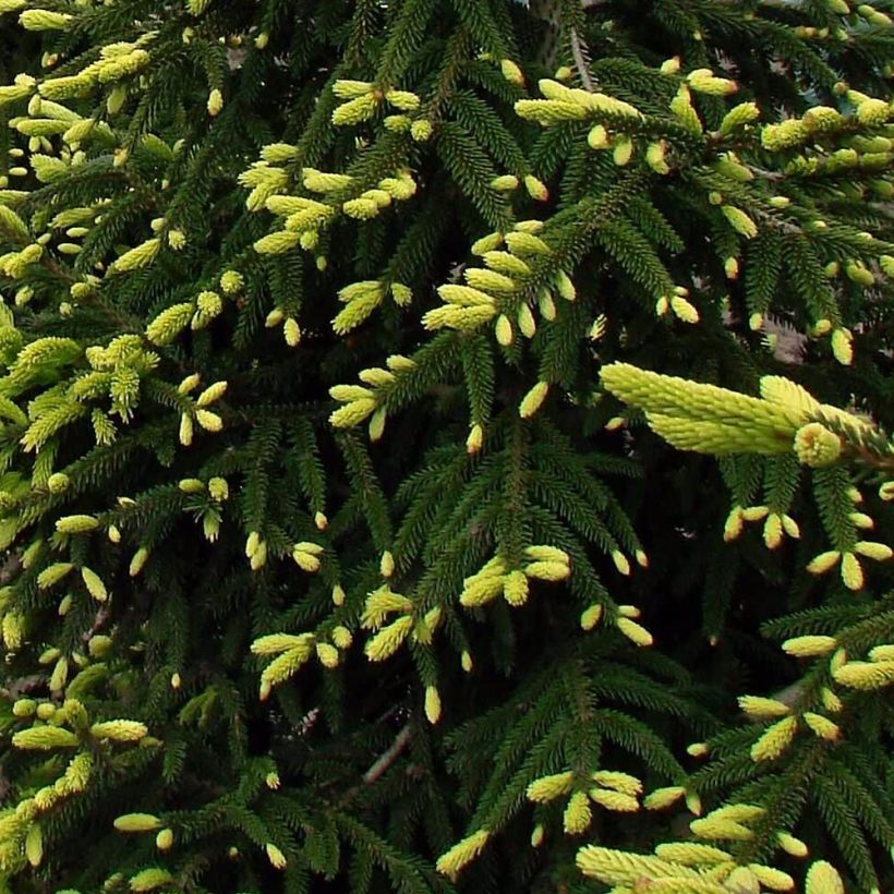 Picea orientalis Aureospicata - Sapinette d'Orient (Feuillage)