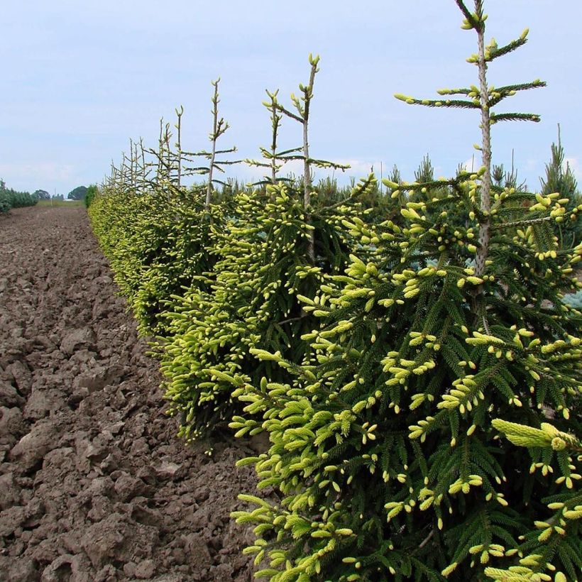 Picea orientalis Aureospicata - Sapinette d'Orient (Port)