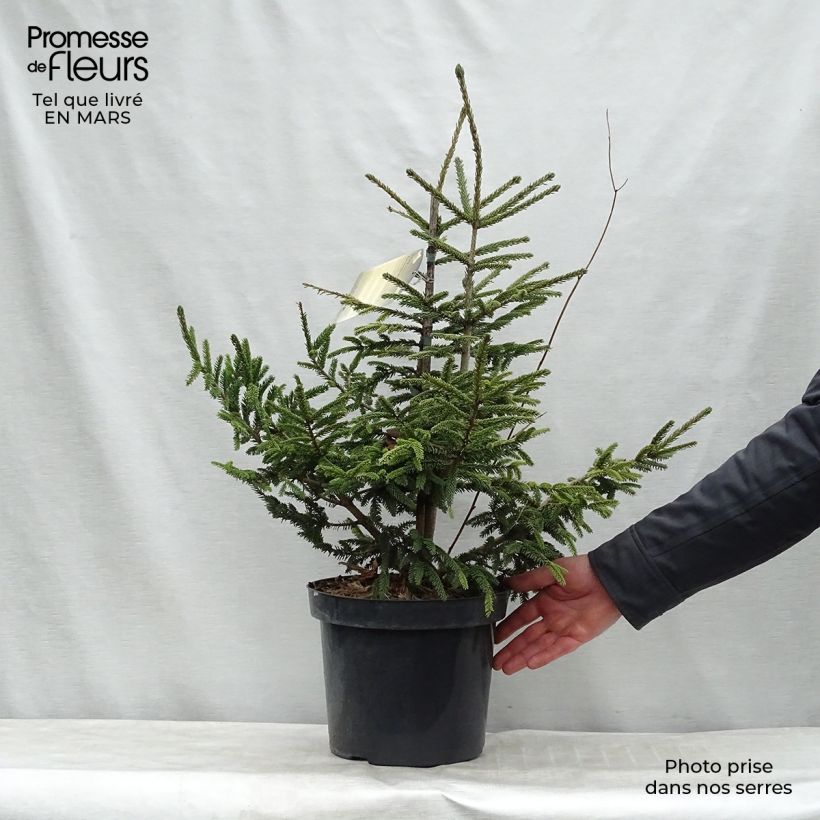 Spécimen de Picea orientalis Aureospicata - Sapinette d'Orient tel que livré en hiver