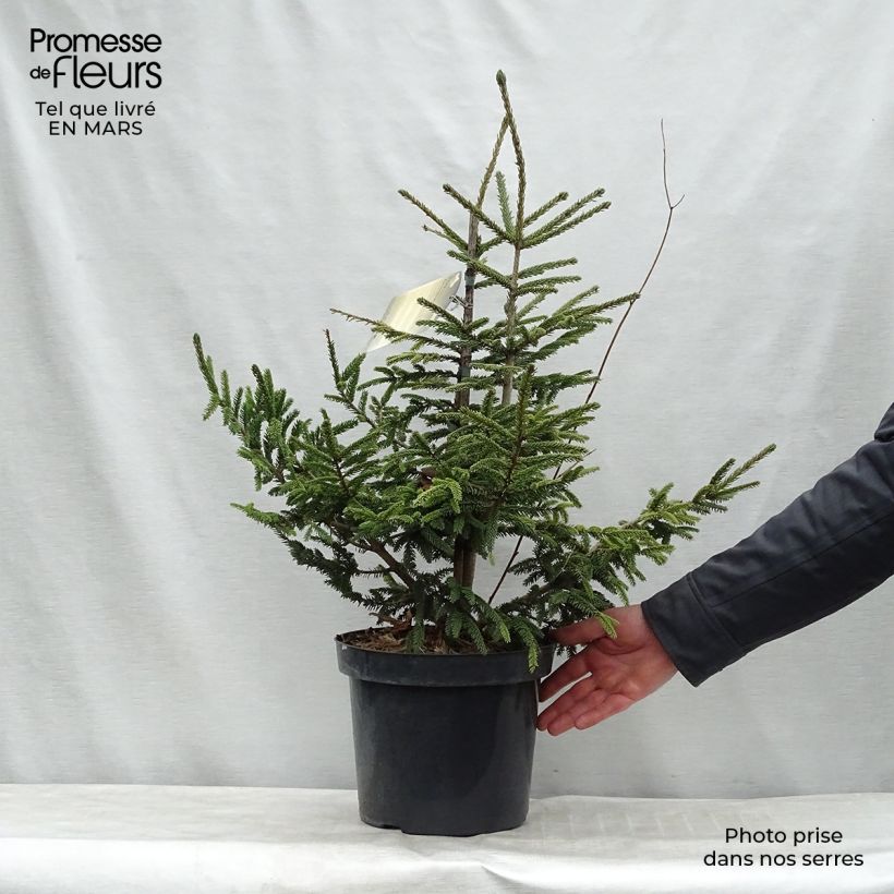 Spécimen de Picea orientalis Aureospicata - Sapinette d'Orient Pot de 7,5L tel que livré au printemps