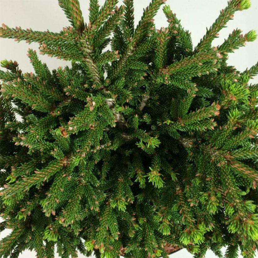 Picea orientalis Barnes - Sapinette d'Orient                          (Feuillage)