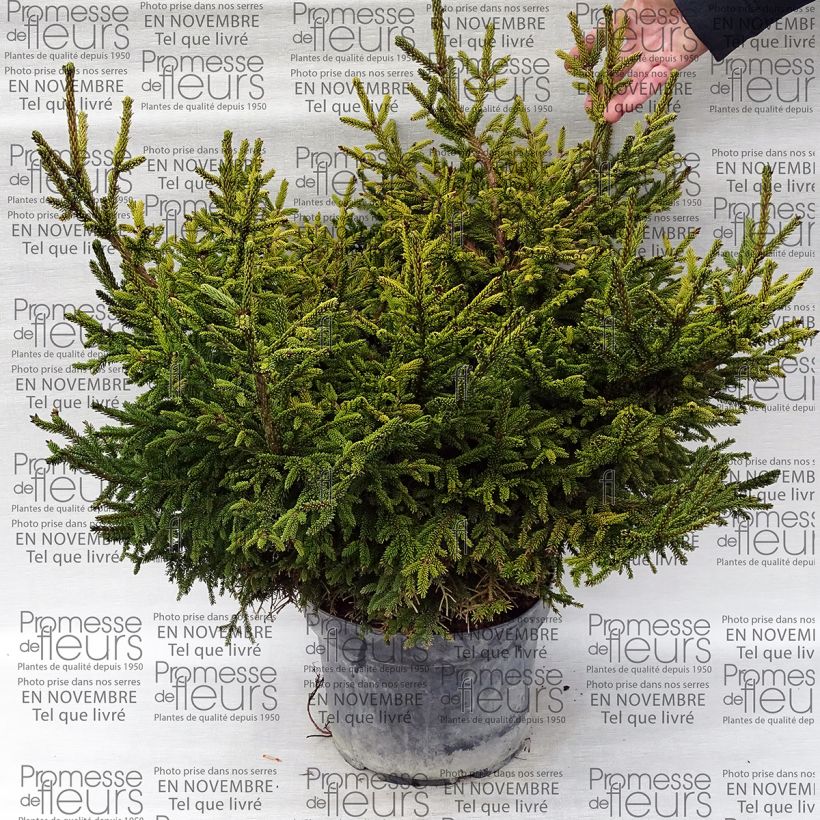 Exemple de spécimen de Picea orientalis Barnes - Sapinette d'Orient                          tel que livré