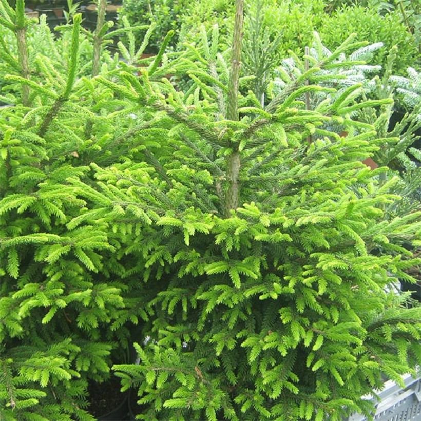 Picea orientalis Kenwith - Sapinette d'Orient                         (Port)