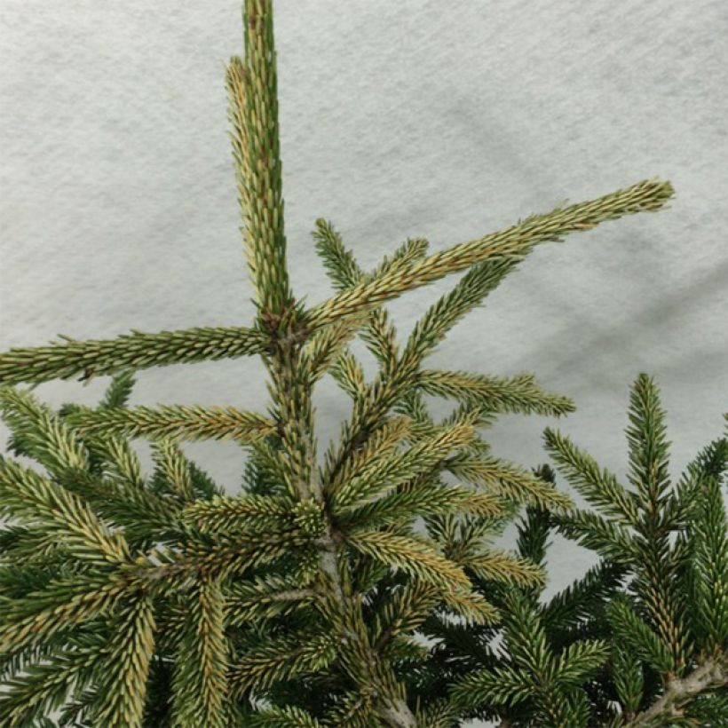 Picea orientalis Silver Seedling - Sapinette d'Orient                 (Feuillage)
