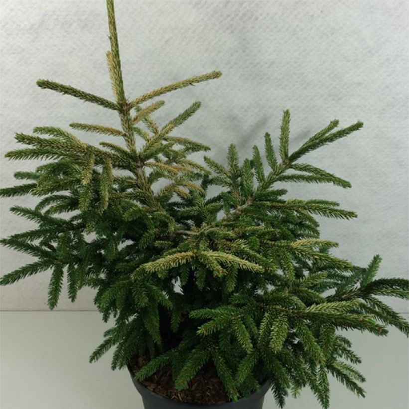 Picea orientalis Silver Seedling - Sapinette d'Orient                 (Port)