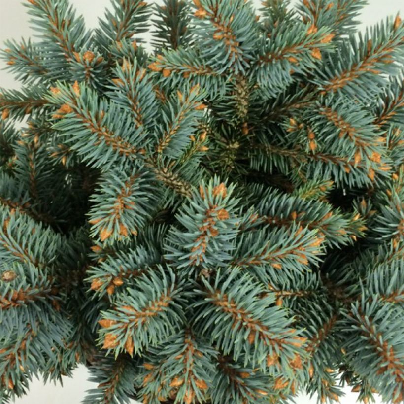 Picea pungens Blaukissen - Epicea bleu                        (Feuillage)