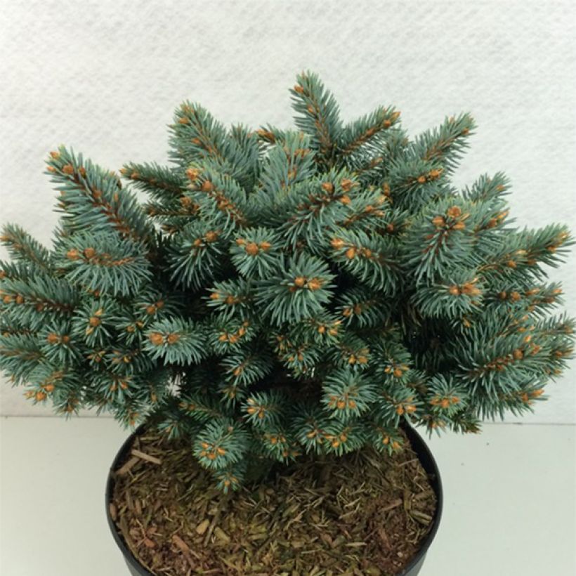 Picea pungens Blaukissen - Epicea bleu                        (Port)