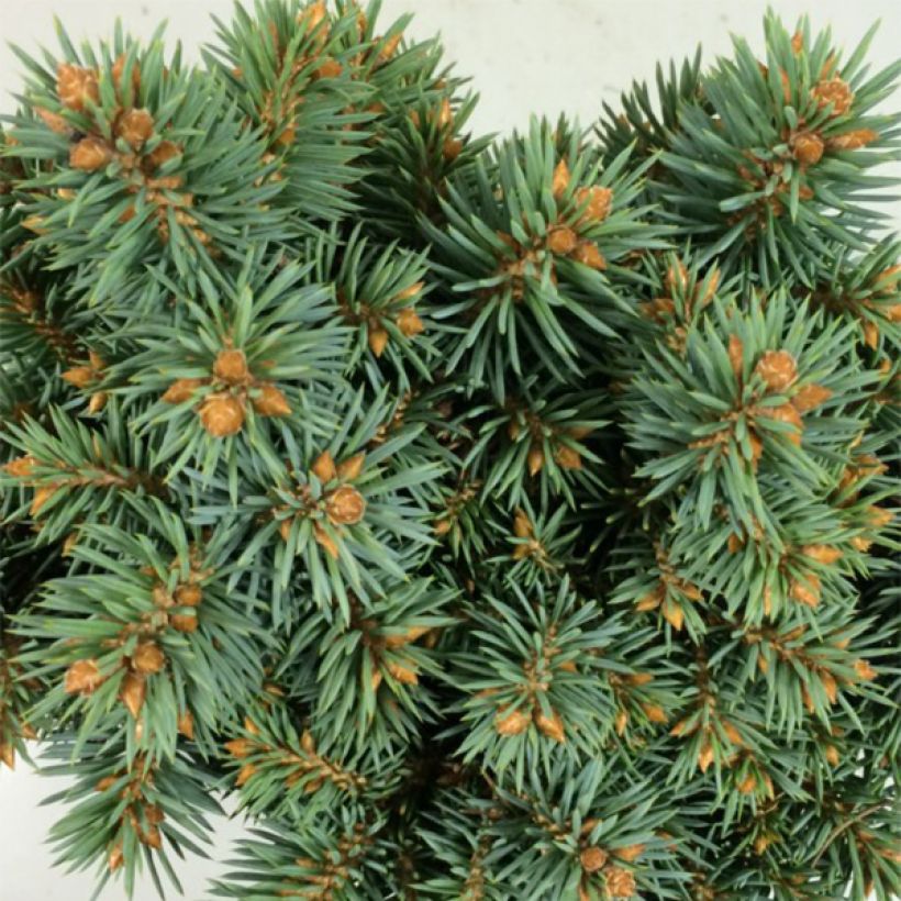 Picea pungens Brynek - Epicea bleu                           (Feuillage)