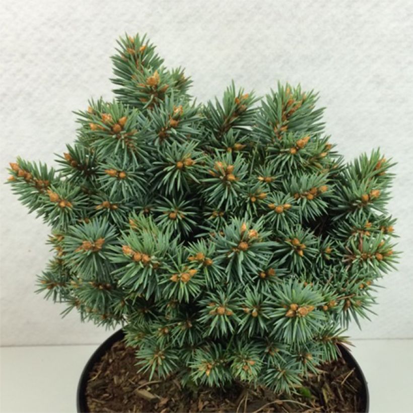 Picea pungens Brynek - Epicea bleu                           (Port)