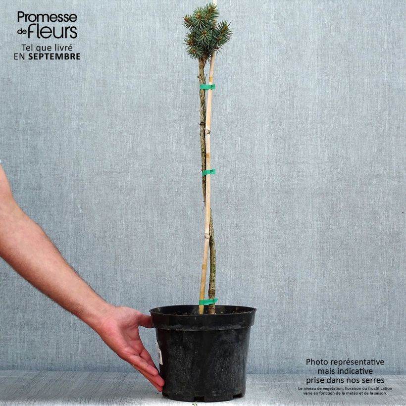 Spécimen de Picea pungens Brynek - Epicea bleu                           Pot de 4L/5L, Tige tel que livré en été