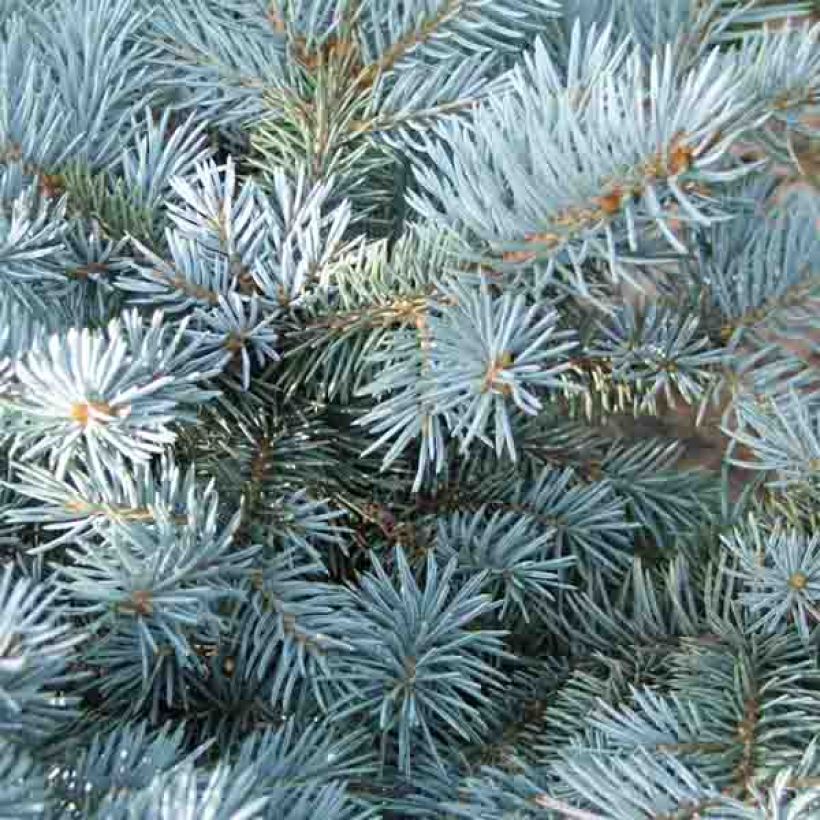 Epicea bleu - Picea pungens Glauca Globosa  (Feuillage)