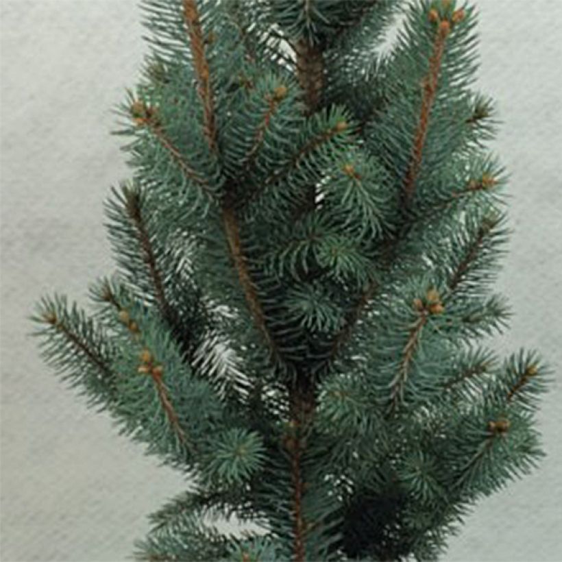 Epicea bleu - Picea pungens Iseli Fastigiate                   (Feuillage)